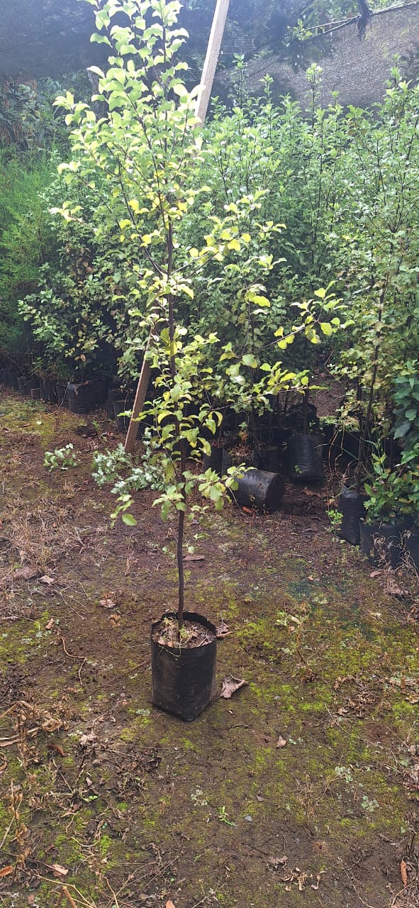 Foto 11