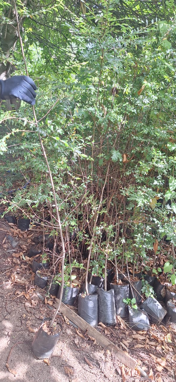 Foto 14