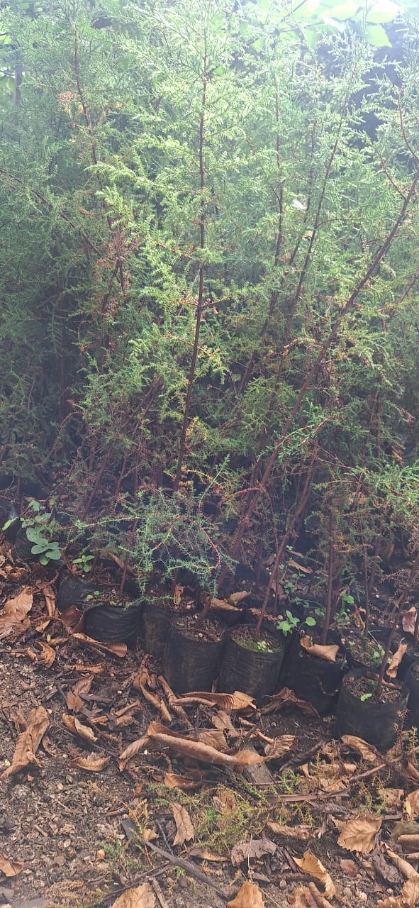 Foto 16