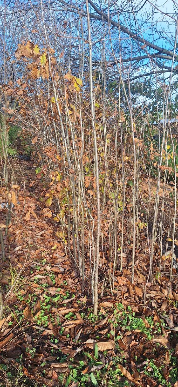 Foto 32
